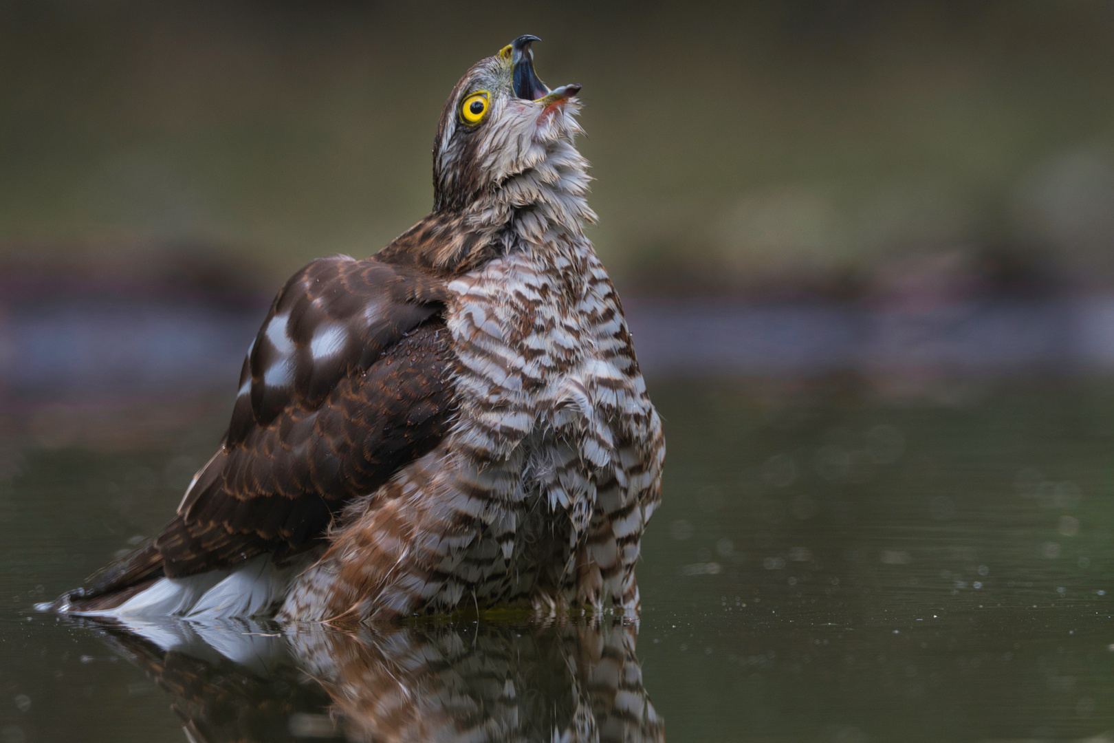 Sperberweibchen beim Baden