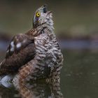 Sperberweibchen beim Baden