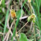 Spergula morisonii