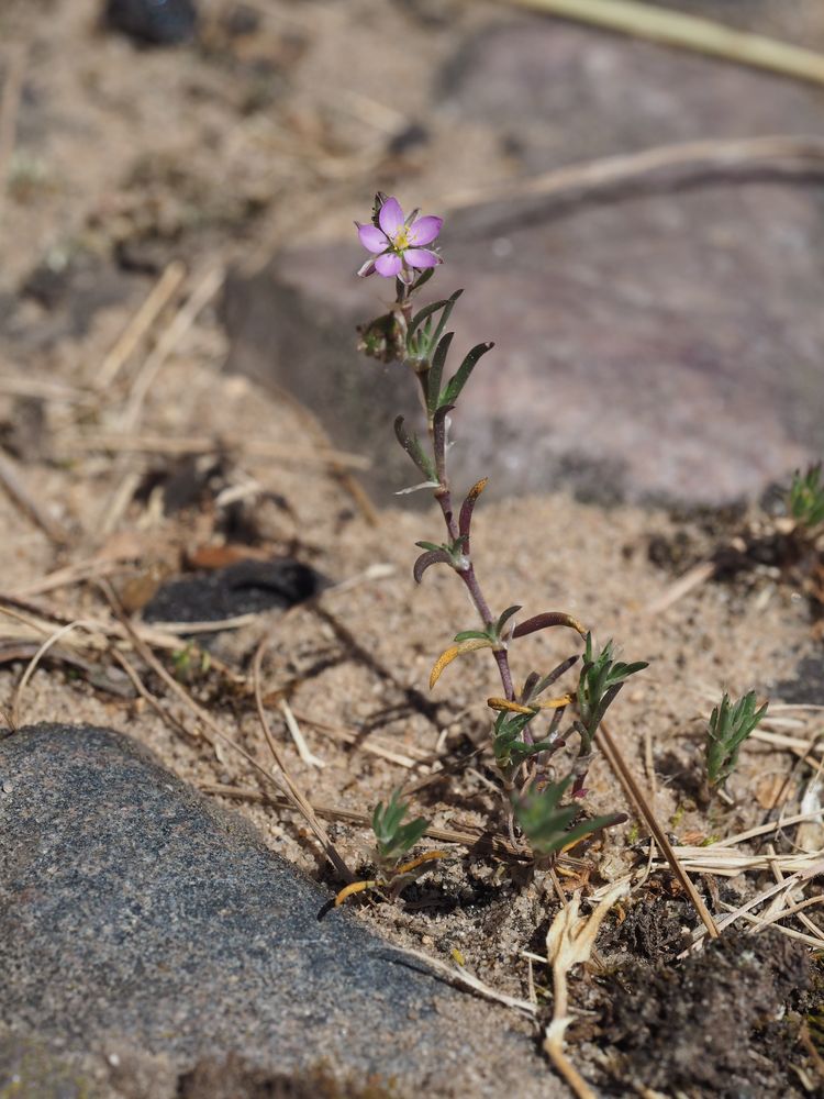 Spergularia rubra