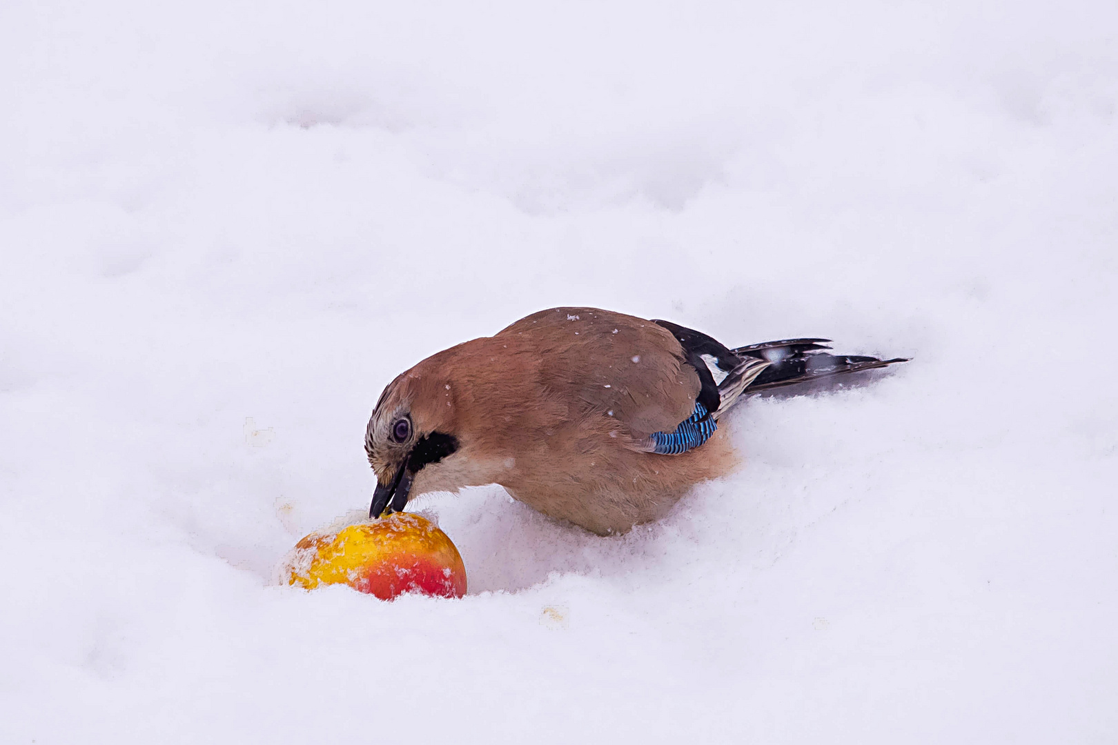 Speriamo smetta presto di nevicare: ormai siamo alla frutta!