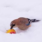 Speriamo smetta presto di nevicare: ormai siamo alla frutta!