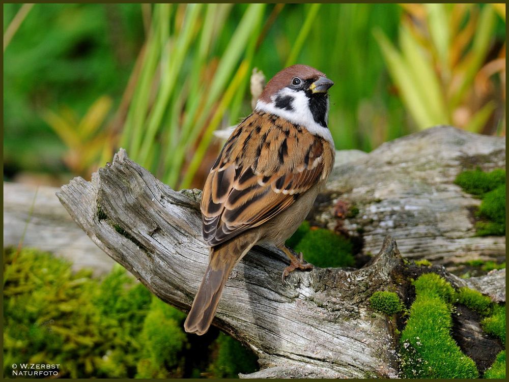 - Sperling 1 -       ( Passer montanus )