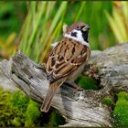 - Sperling 1 -       ( Passer montanus )