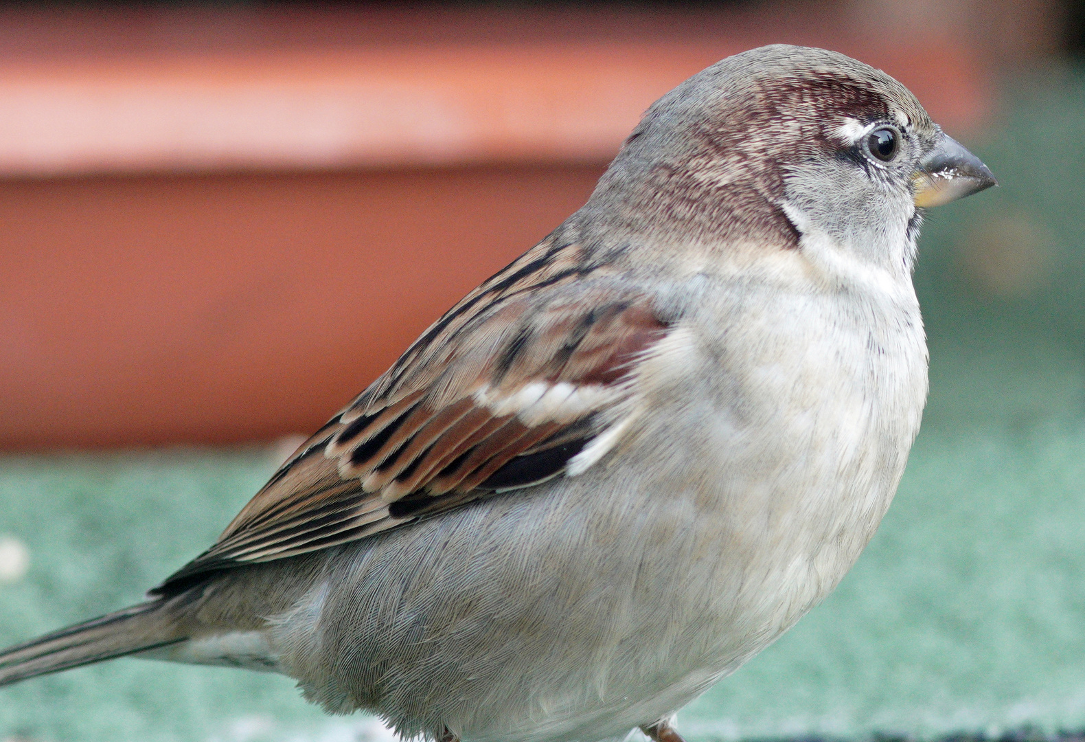 Sperling Foto & Bild tiere, tierdetails, natur Bilder auf