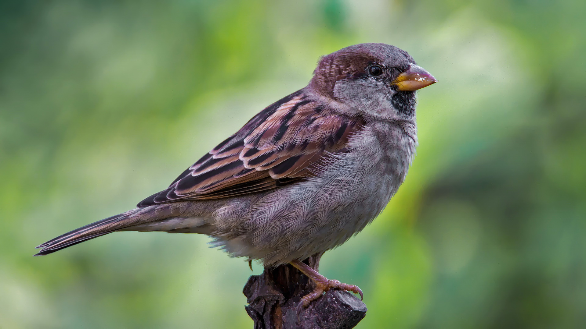 Sperling Foto & Bild landschaft, lebensräume, natur Bilder auf