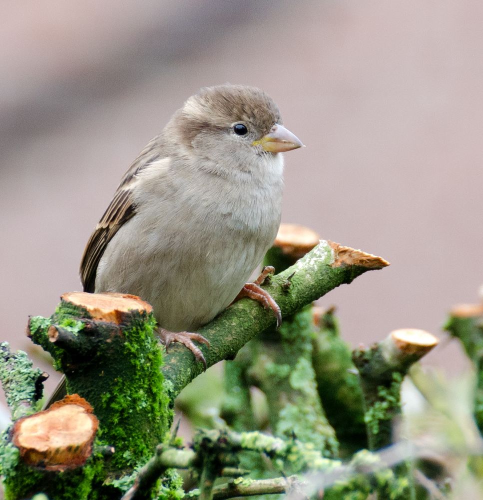 Sperling Foto & Bild tiere, wildlife, wild lebende vögel Bilder auf