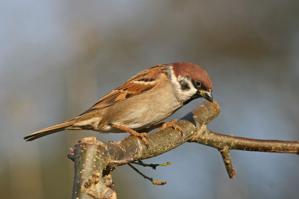 Sperling an der Winterfütterung