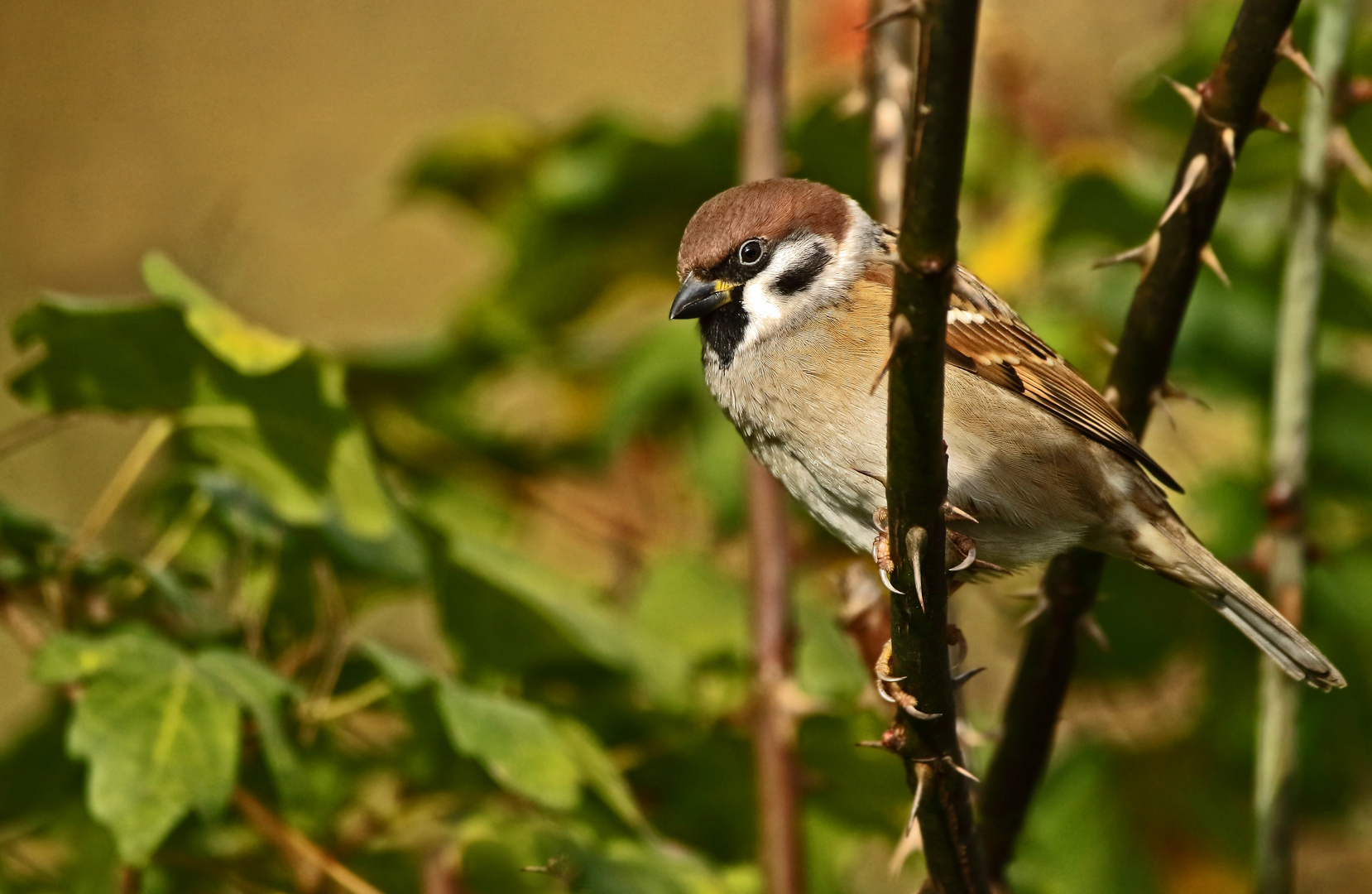 "Sperling auf Blatt"