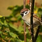 "Sperling auf Blatt"