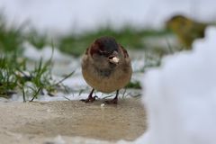 Sperling auf Futtersuche