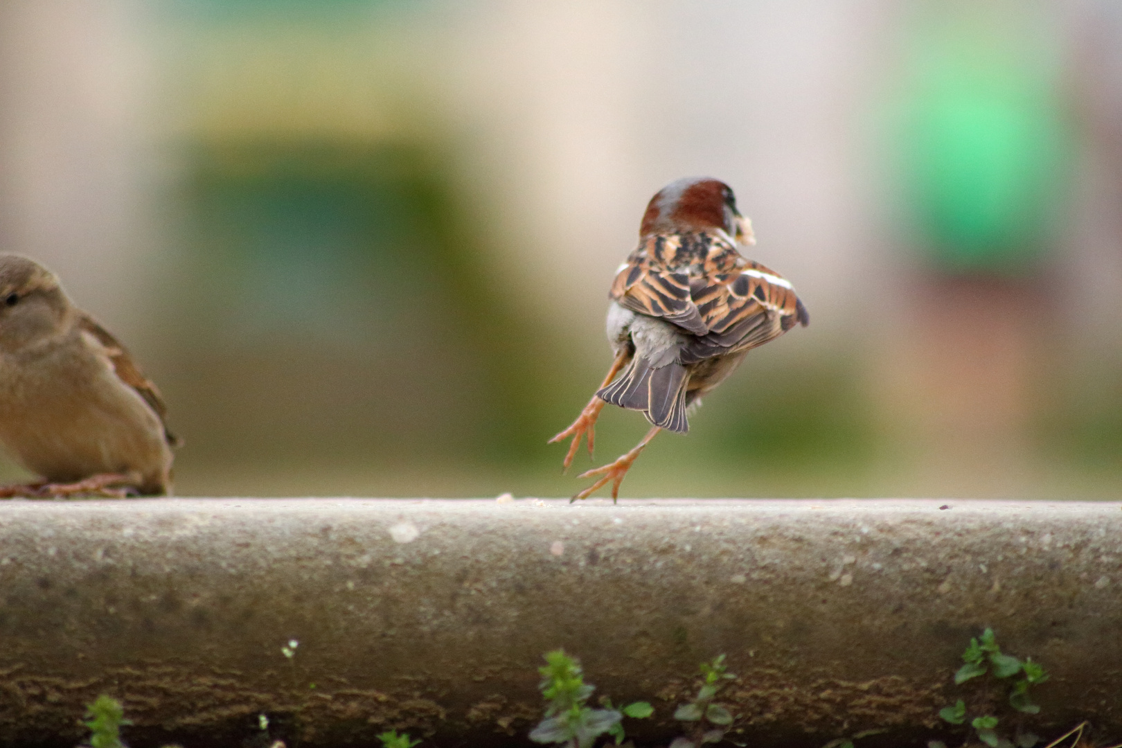 Sperling auf´m Sprung