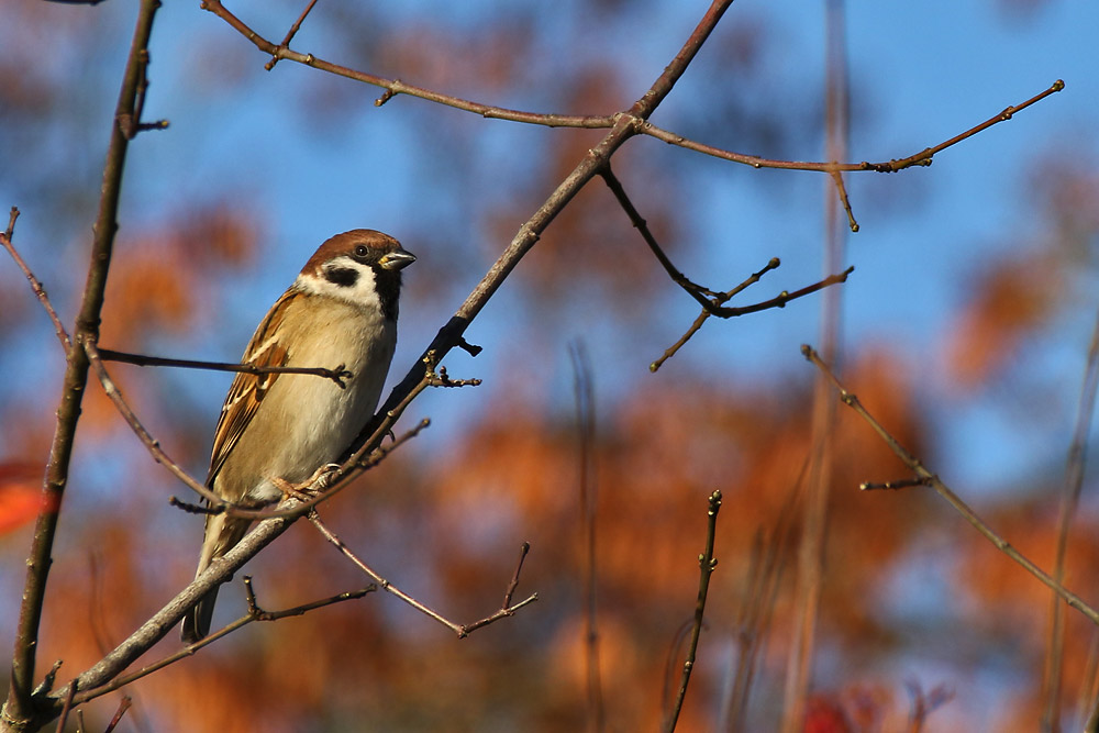 Sperling bei schönem Herbstwetter