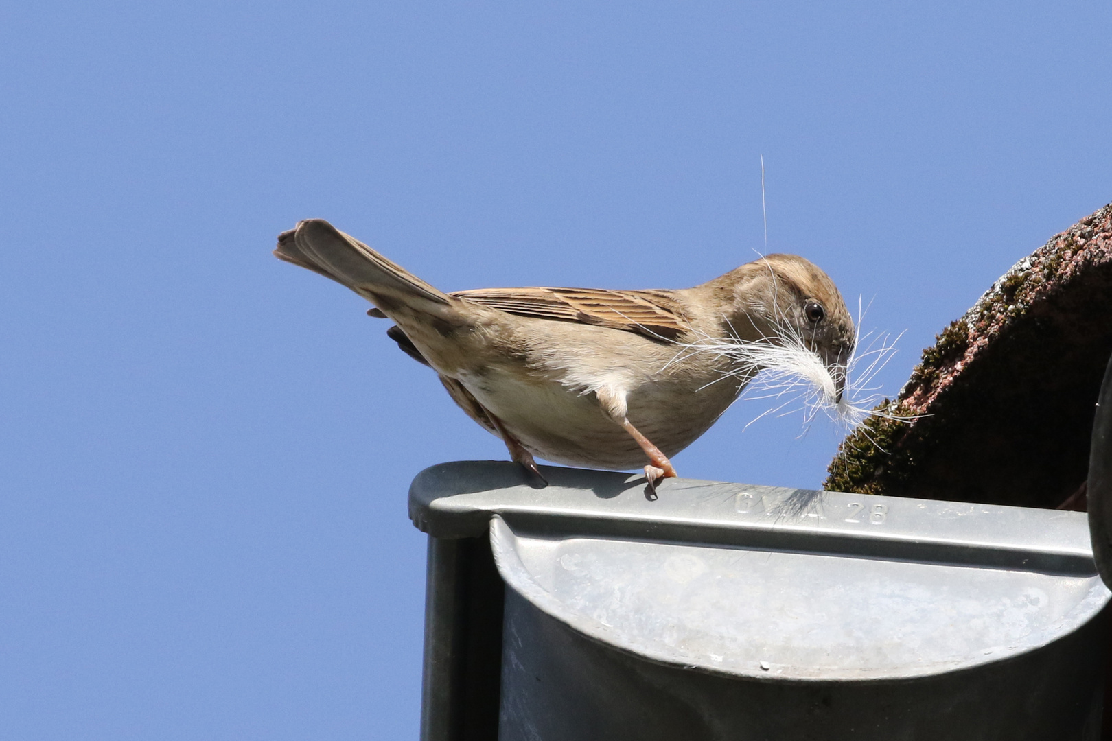 Sperling beim Nestbau