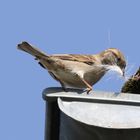 Sperling beim Nestbau