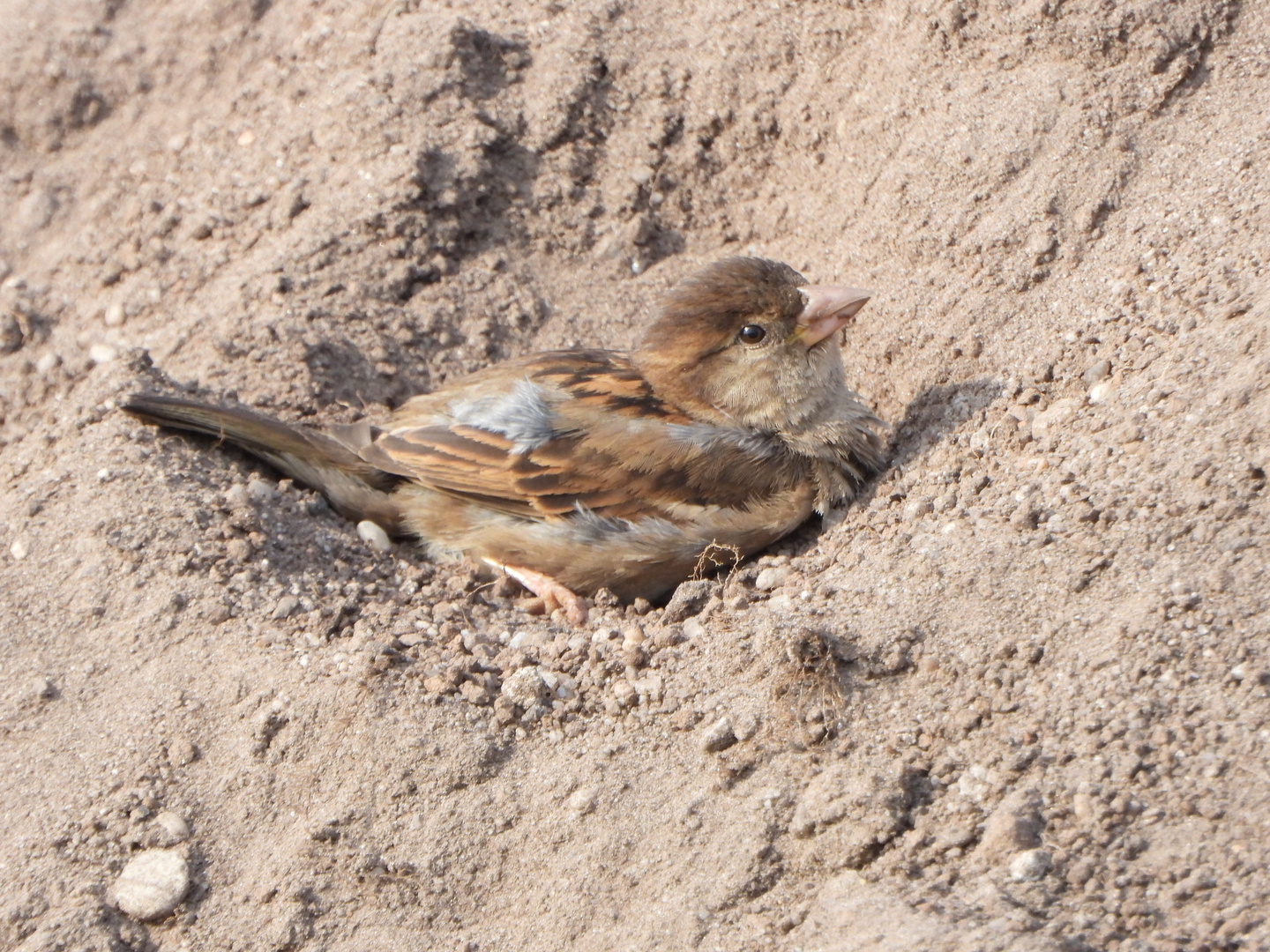 Sperling beim Sandbad.......