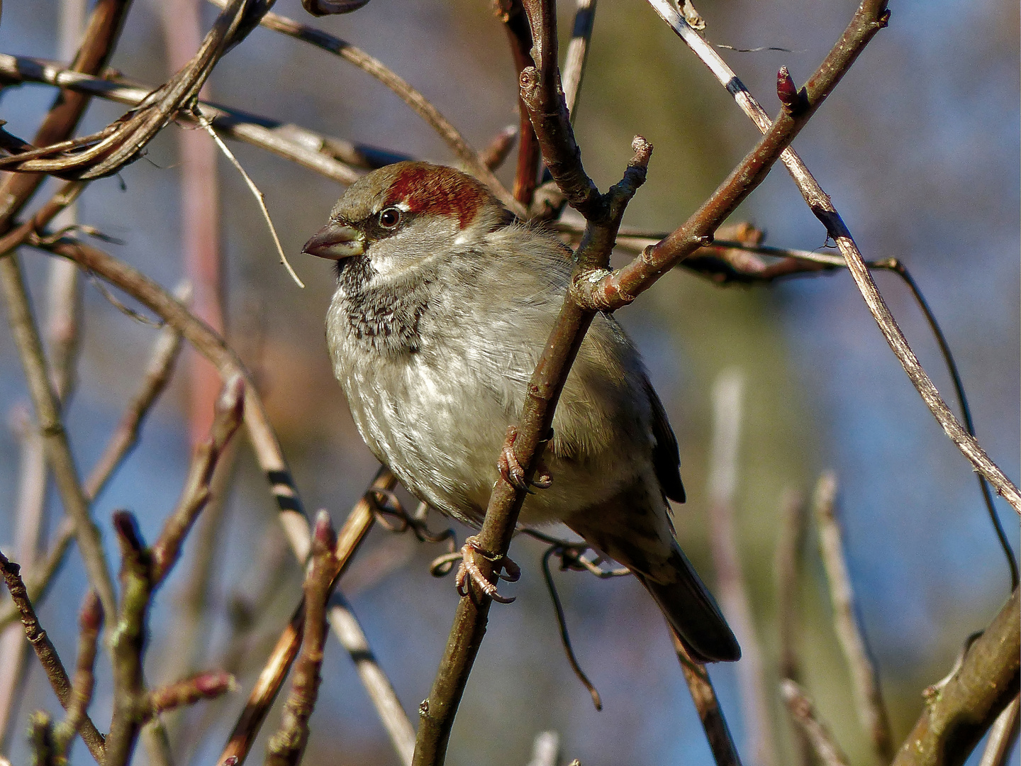 Sperling beim Wintersonnenbad