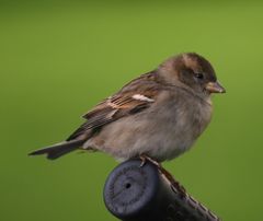 Sperling besucht Fahrradlenker