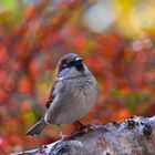 Sperling genießt den Herbst