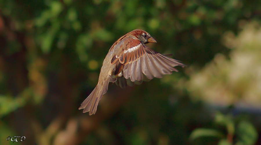 Sperling im Anflug