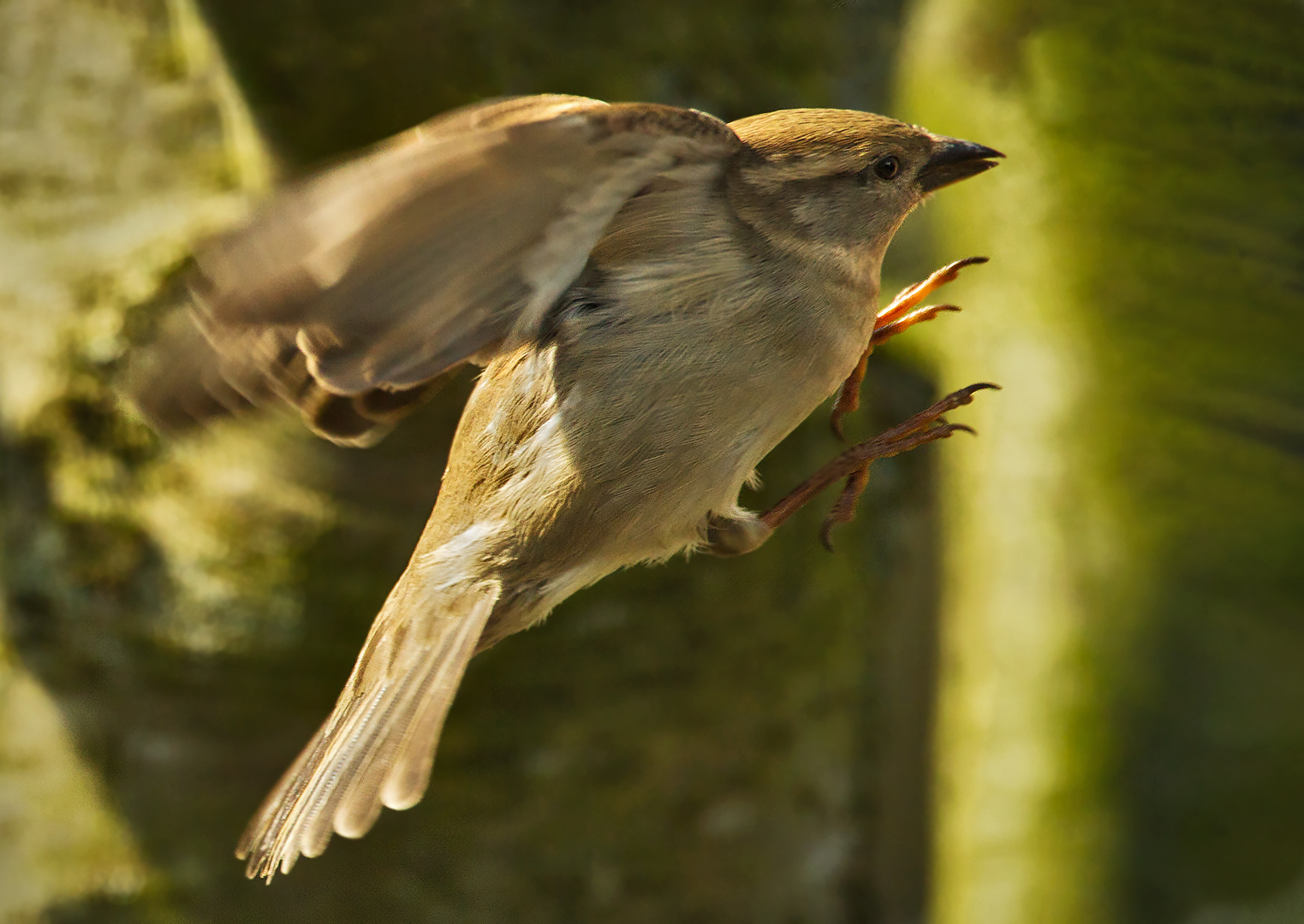 Sperling im Flug 