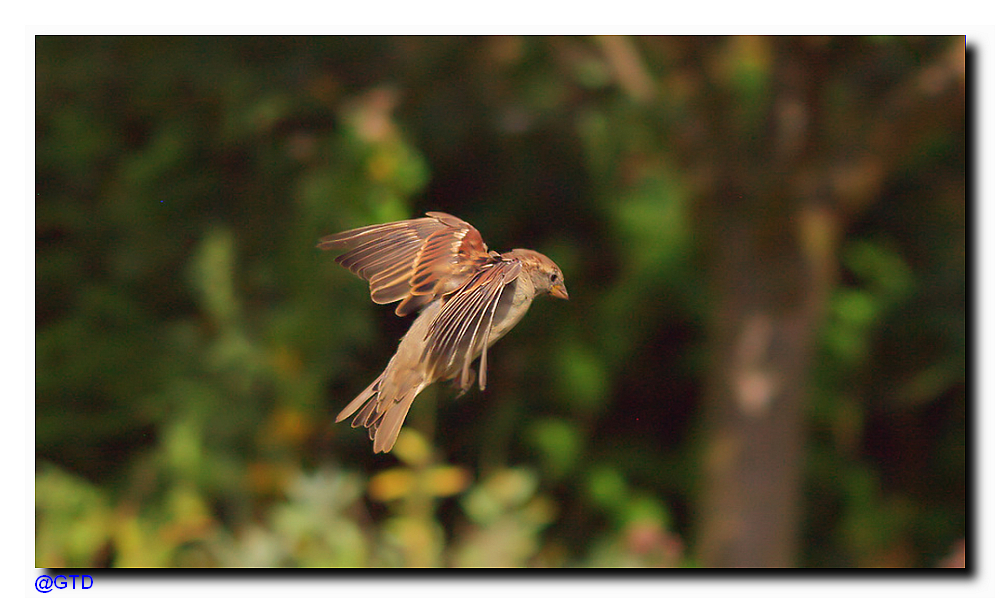 Sperling im Flug