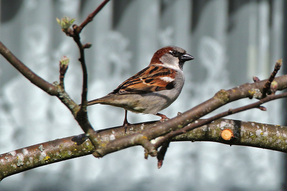 Sperling im Garten