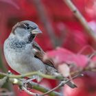 Sperling im Herbstlichen Jap.Ahornbaum