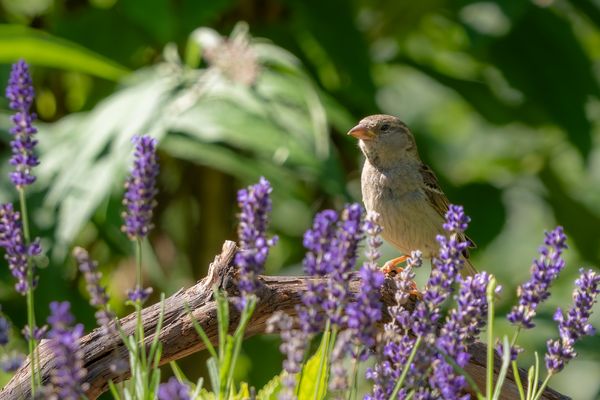 Sperling im Lavendel
