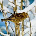 Sperling im Schnee