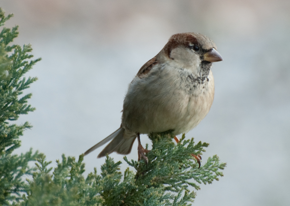 Sperling im Winter