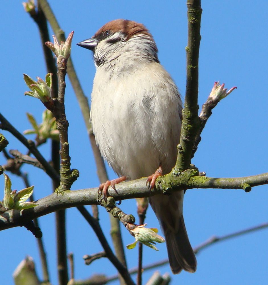 Sperling in der Sonne