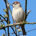 Sperling in der Sonne