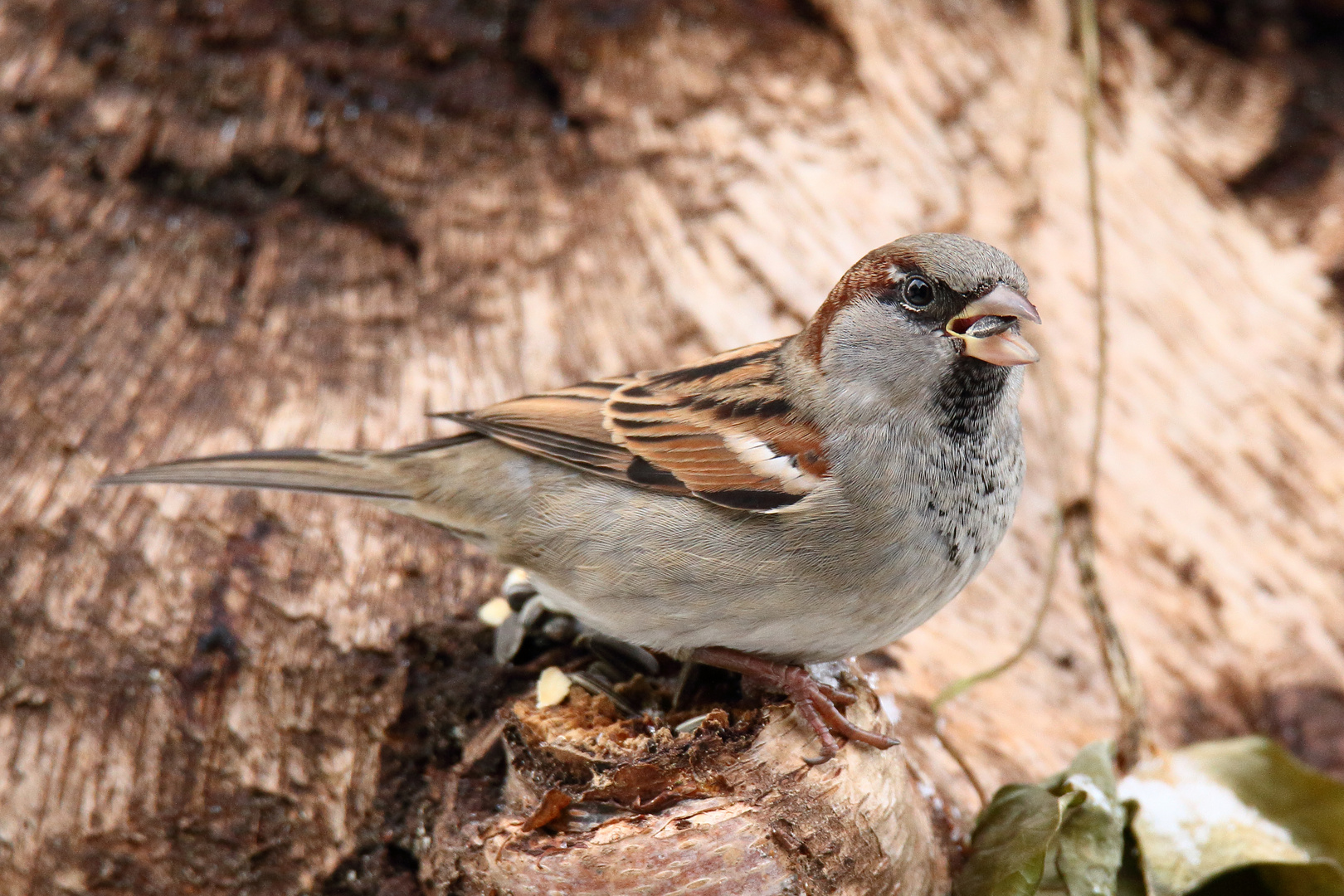 Sperling (m) Foto & Bild tiere, wildlife, natur Bilder auf