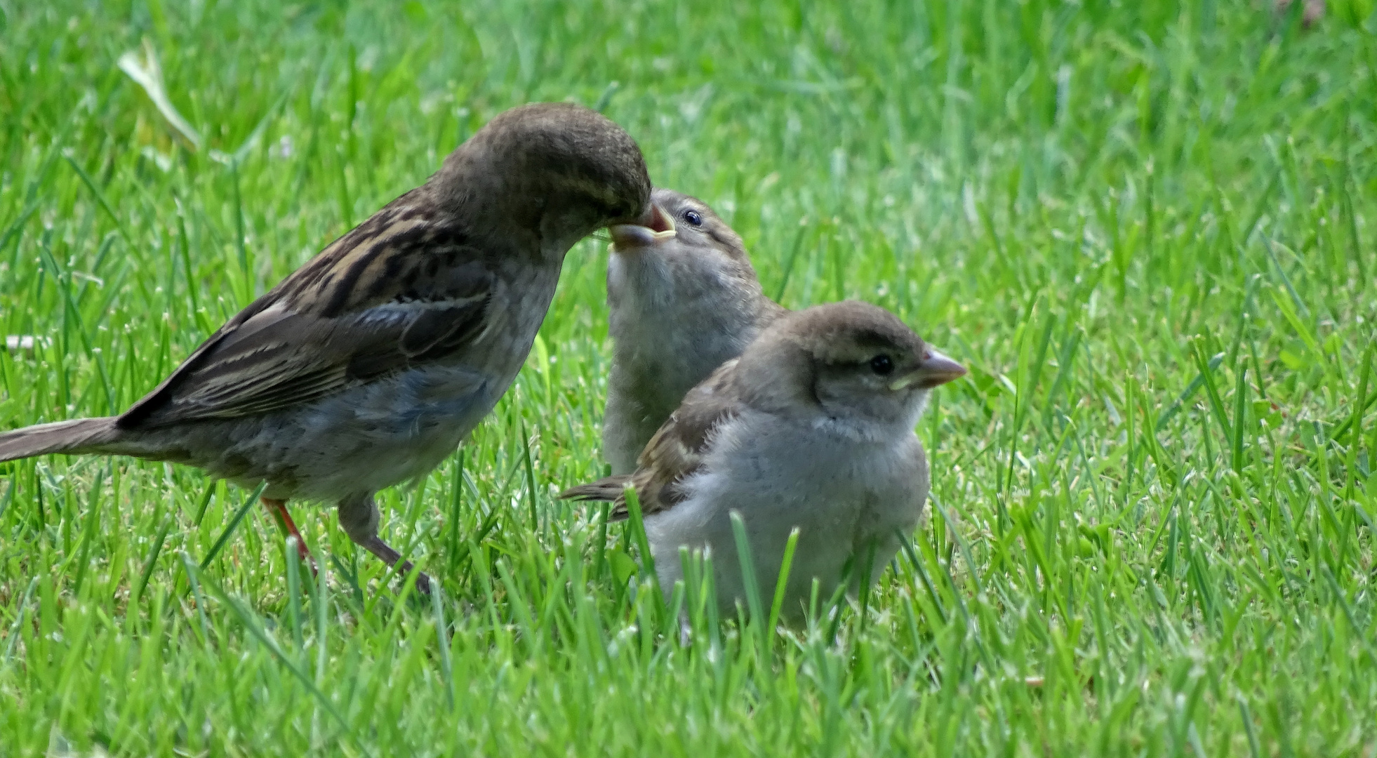 Sperling-Mama mit ihren Kleinen