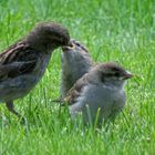 Sperling-Mama mit ihren Kleinen