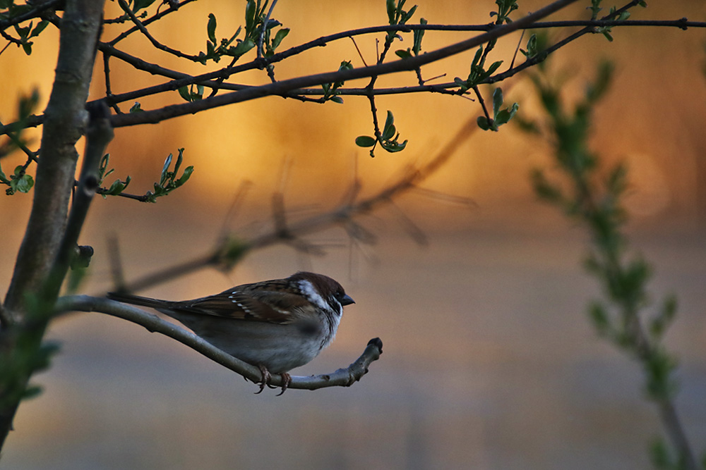 Sperling mit Abendlichtstimmung