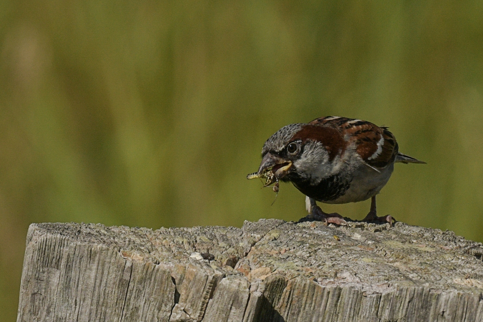 Sperling mit Libelle