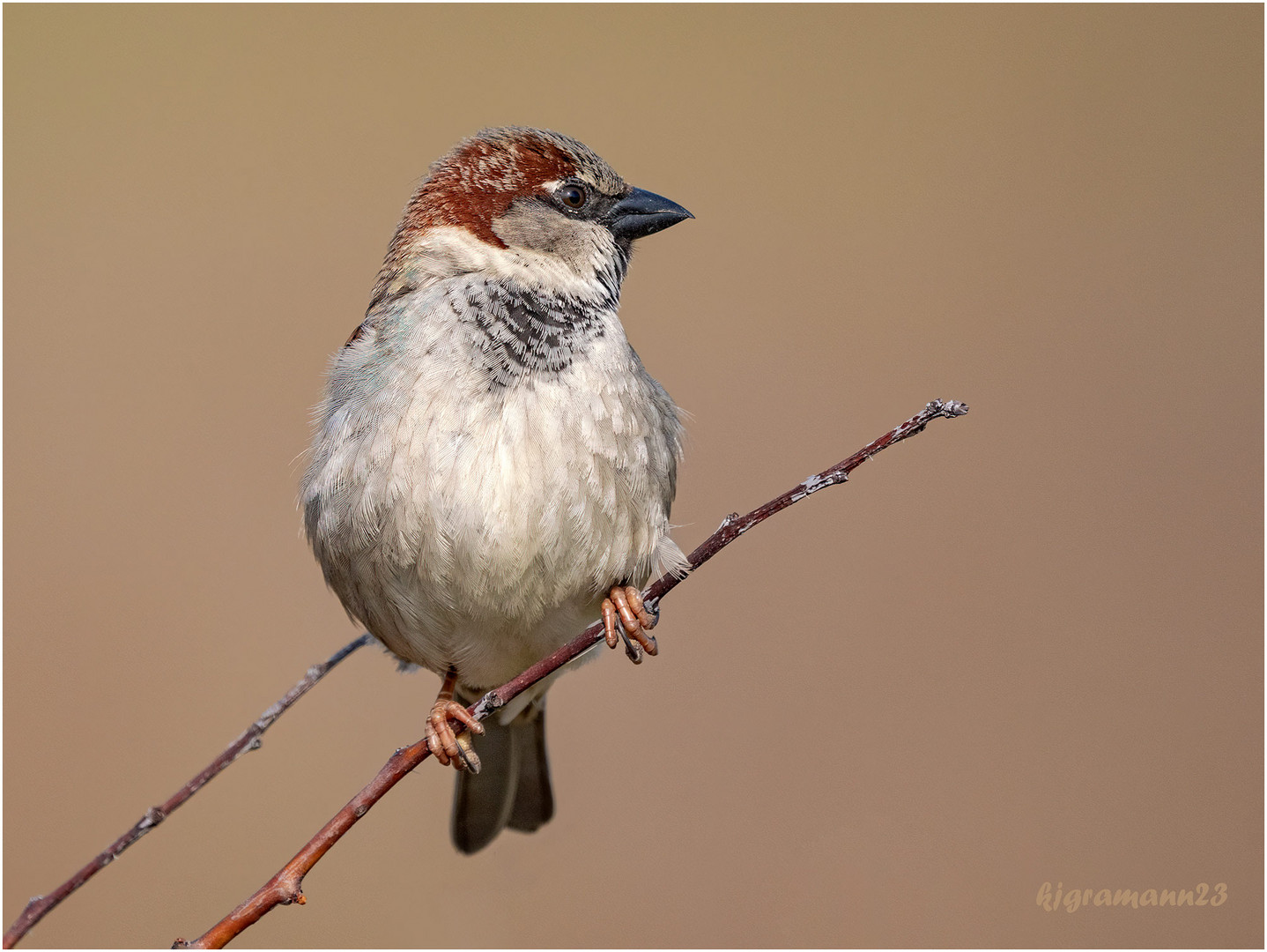 sperling (passer domesticus) ...