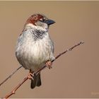 sperling (passer domesticus) ...