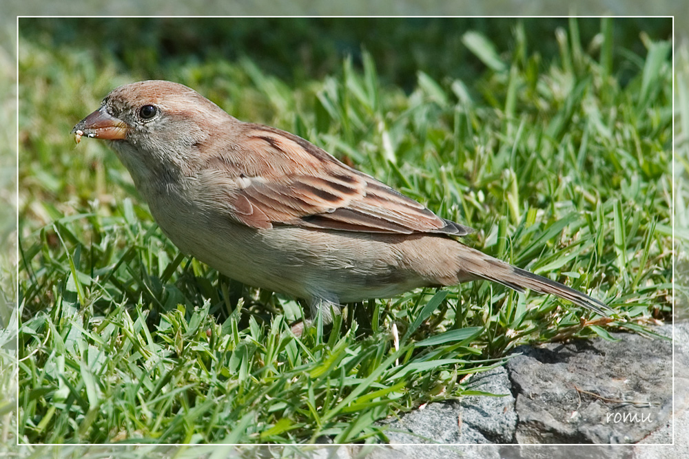 Sperling (Passer domesticus)