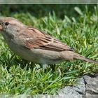 Sperling (Passer domesticus)