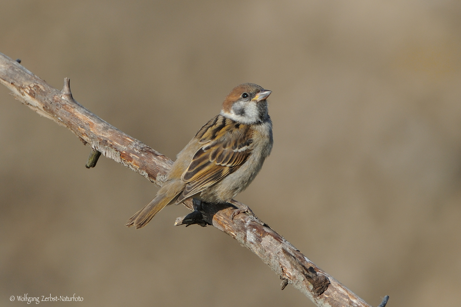 --- Sperling ---   ( Passer montanus )