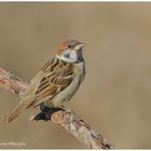 --- Sperling --- ( Passer montanus )