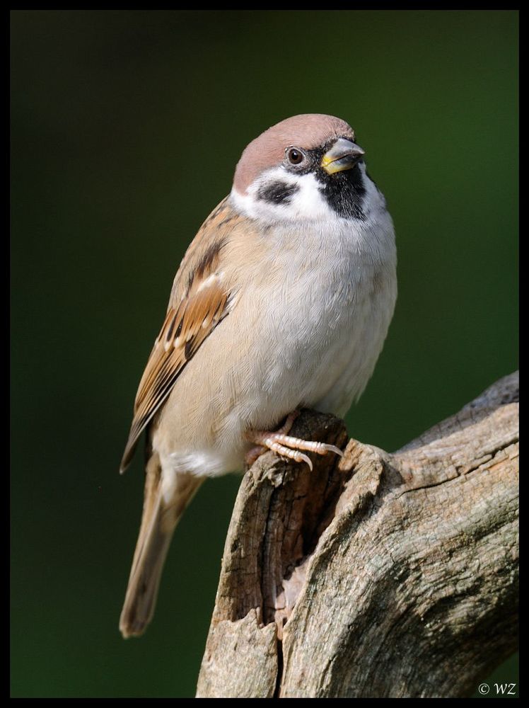 - Sperling -( Passer montanus )