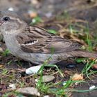 Sperling / Spatz Hier gibt es Futter im Überfluss für alle Vögel die vorbeischauen.