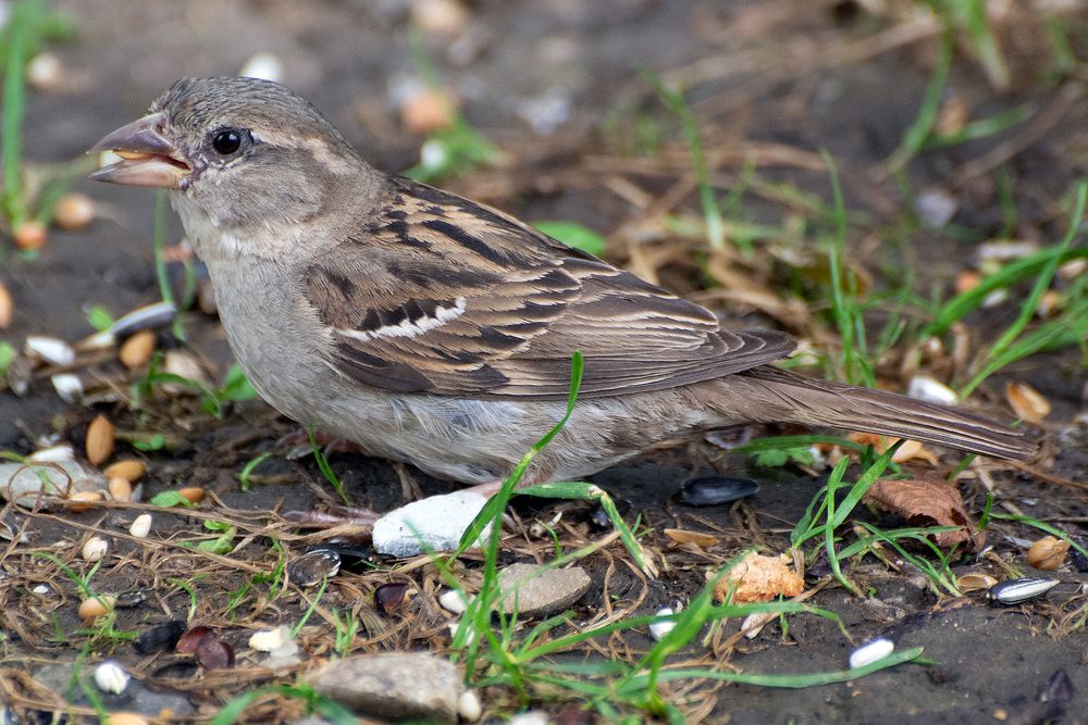 Sperling / Spatz Hier gibt es Futter im Überfluss für alle Vögel die vorbeischauen.