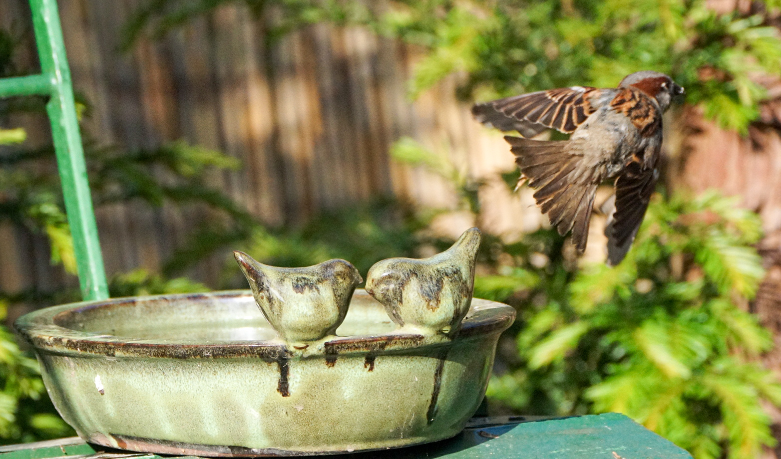 Sperling verlässt Vogeltränke