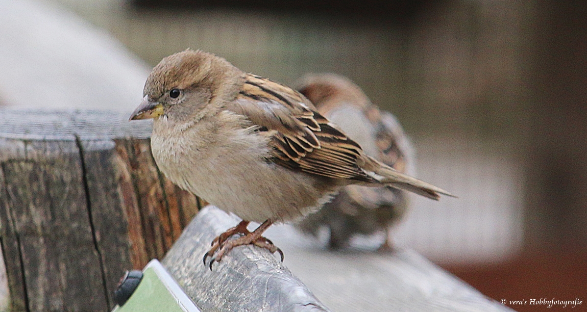 Sperling (weibchen)