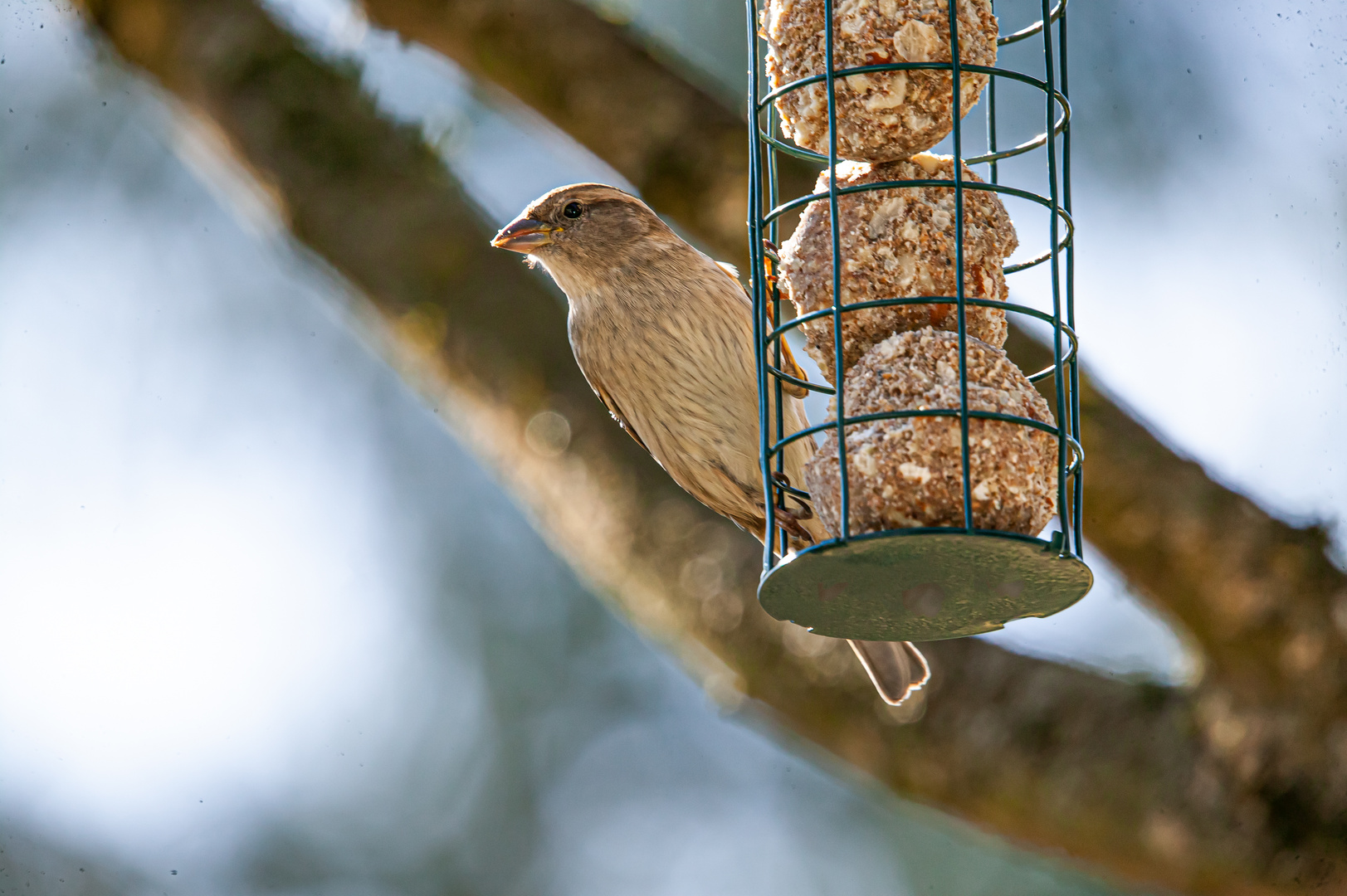 Sperling Weibchen  